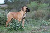 CANE CORSO 168